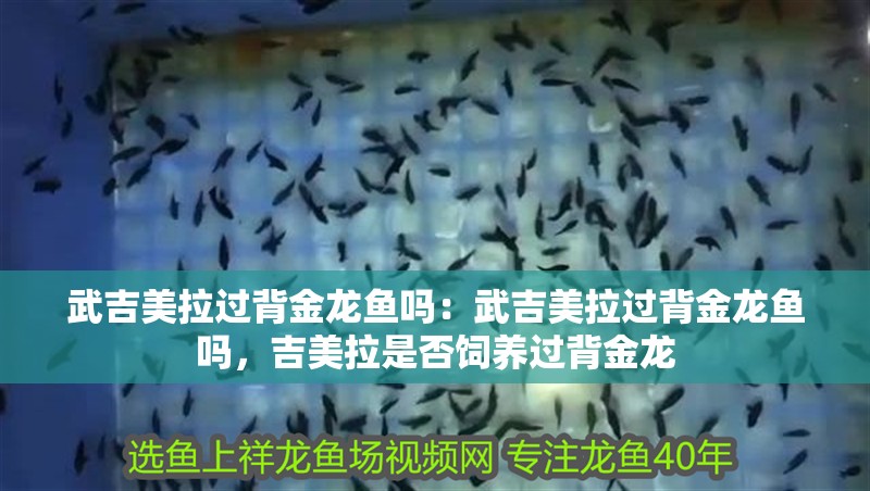 武吉美拉過背金龍魚嗎：武吉美拉過背金龍魚嗎，吉美拉是否飼養(yǎng)過背金龍