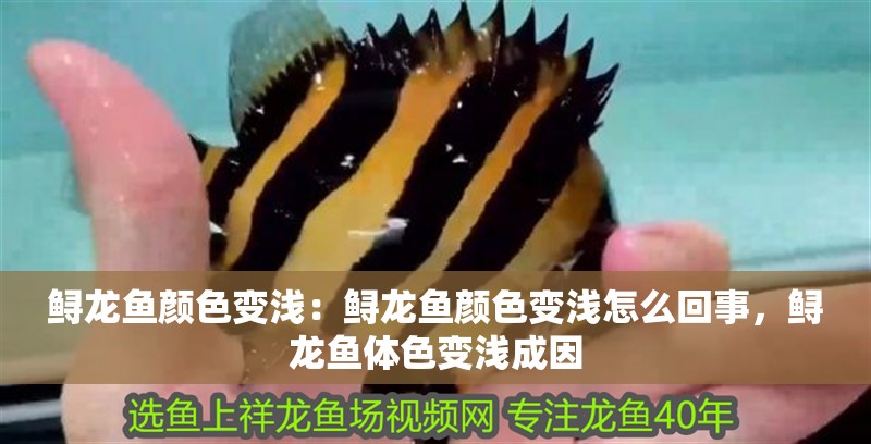 鱘龍魚顏色變淺：鱘龍魚顏色變淺怎么回事，鱘龍魚體色變淺成因
