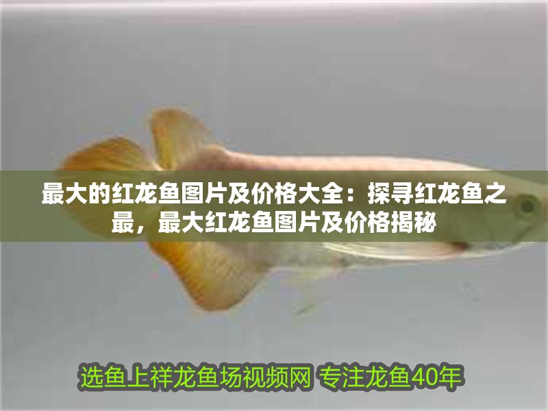 最大的紅龍魚圖片及價格大全：探尋紅龍魚之最，最大紅龍魚圖片及價格揭秘