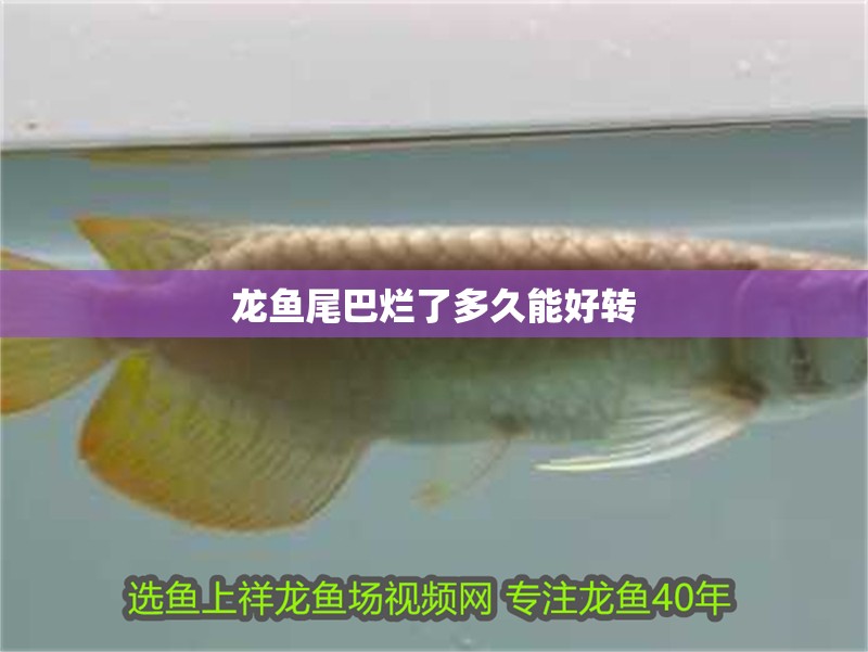 龍魚尾巴爛了多久能好轉