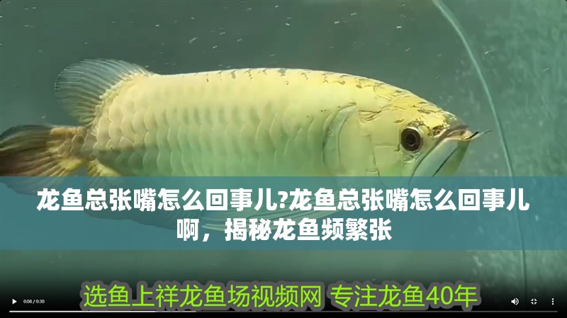 龍魚總張嘴怎么回事兒?龍魚總張嘴怎么回事兒啊，揭秘龍魚頻繁張