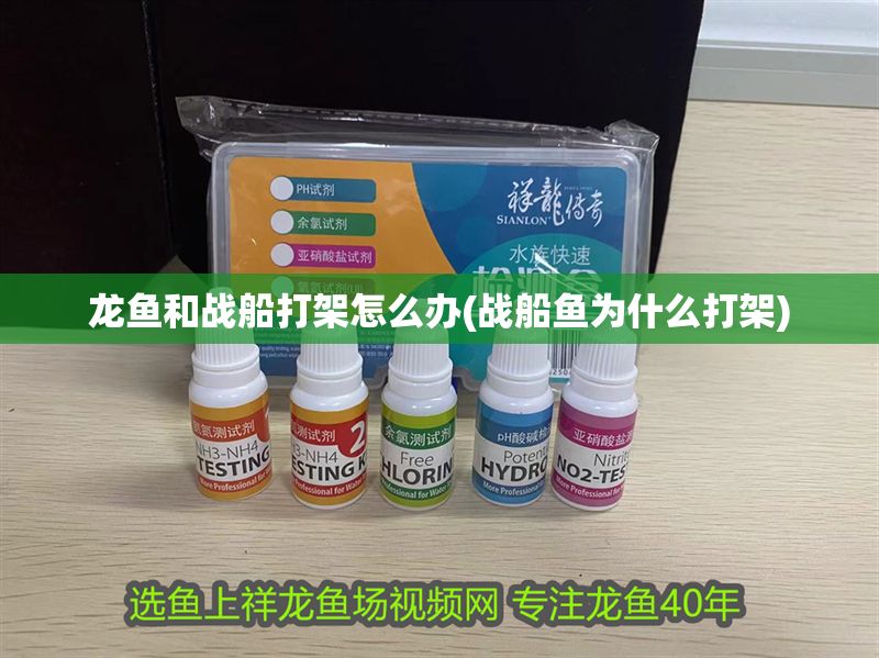 龍魚和戰船打架怎么辦(戰船魚為什么打架)