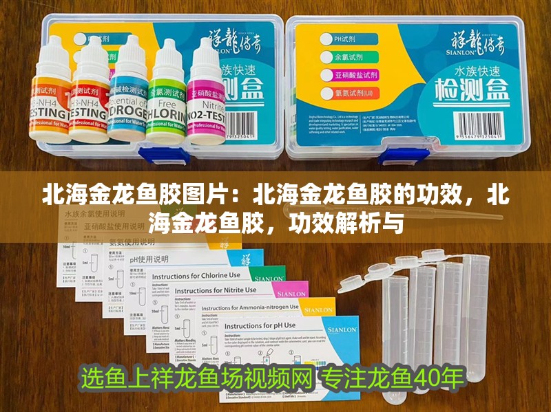 北海金龍魚膠圖片：北海金龍魚膠的功效，北海金龍魚膠，功效解析與 北海金龍魚膠圖片：北海金龍魚膠的功效，北海金龍魚膠，功效解析與 水族問答