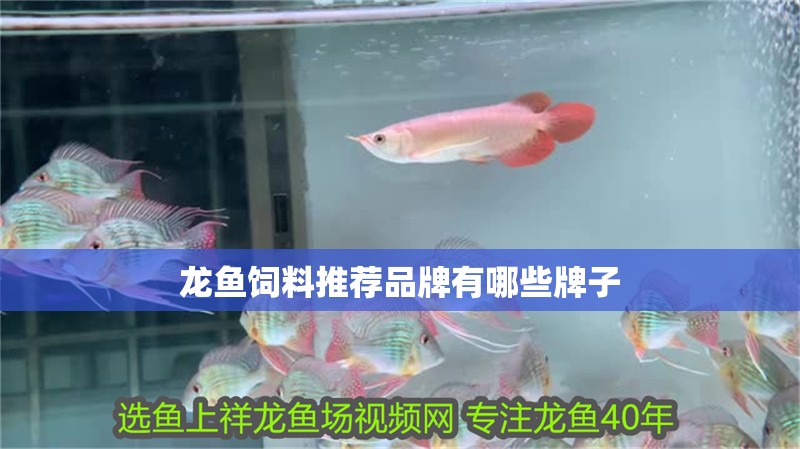 龍魚飼料推薦品牌有哪些牌子 龍魚飼料推薦品牌有哪些牌子 龍魚百科 第2張