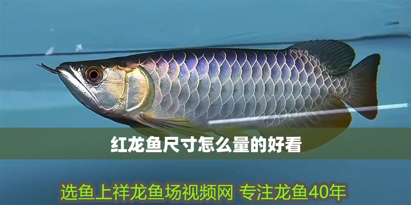 紅龍魚尺寸怎么量的好看