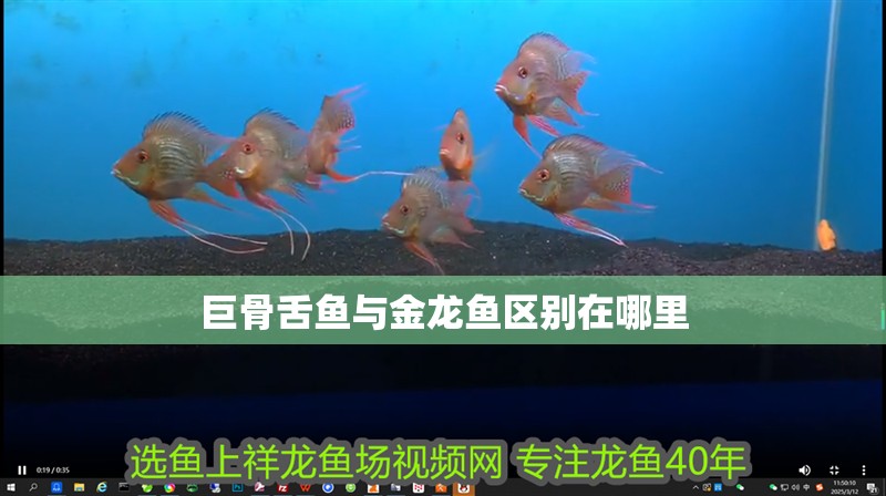 巨骨舌魚與金龍魚區別在哪里