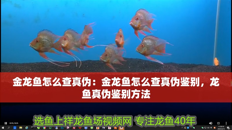 金龍魚怎么查真?zhèn)危航瘕堲~怎么查真?zhèn)舞b別，龍魚真?zhèn)舞b別方法