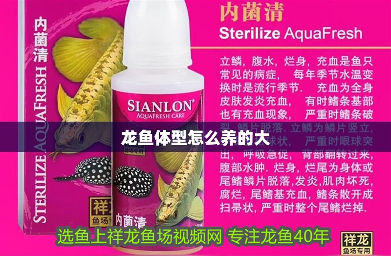 龍魚體型怎么養的大