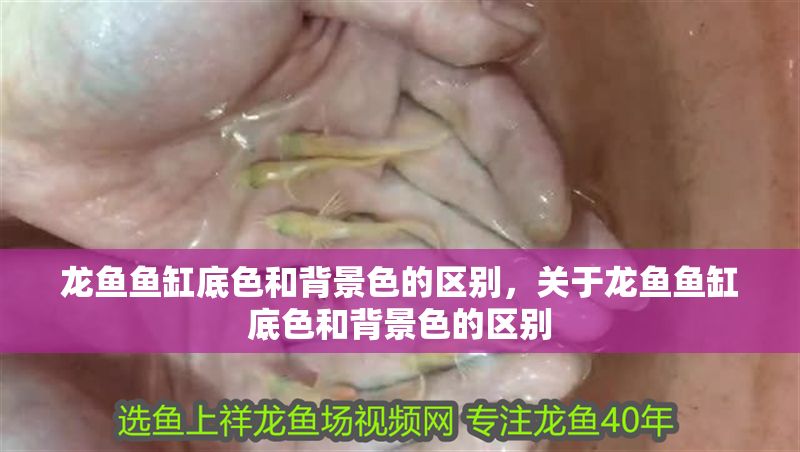龍魚魚缸底色和背景色的區別，關于龍魚魚缸底色和背景色的區別
