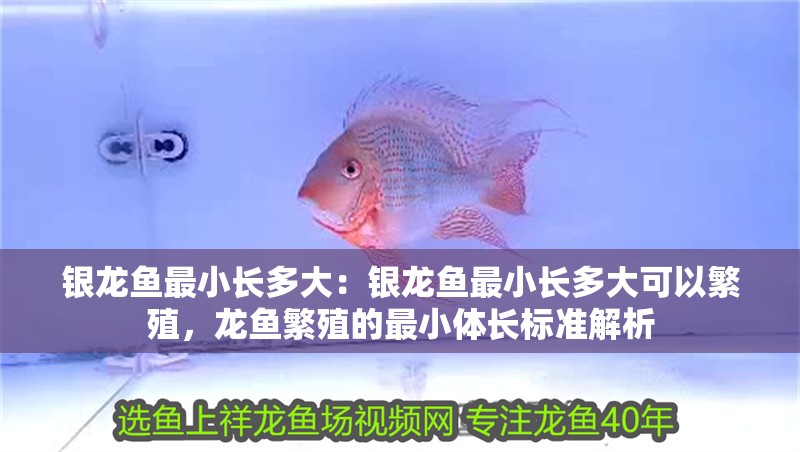 銀龍魚最小長多大：銀龍魚最小長多大可以繁殖，龍魚繁殖的最小體長標準解析