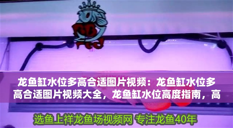 龍魚缸水位多高合適圖片視頻：龍魚缸水位多高合適圖片視頻大全，龍魚缸水位高度指南，高清圖片與 龍魚缸水位多高合適圖片視頻：龍魚缸水位多高合適圖片視頻大全，龍魚缸水位高度指南，高清圖片與 水族問答