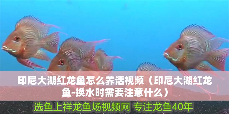 詳細(xì)閱讀:印尼大湖紅龍魚(yú)怎么養(yǎng)活視頻(印尼大湖紅龍魚(yú)-換水時(shí)需要注意什么) 印尼大湖紅龍魚(yú)怎么養(yǎng)活視頻(印尼大湖紅龍魚(yú)-換水時(shí)需要注意什么)