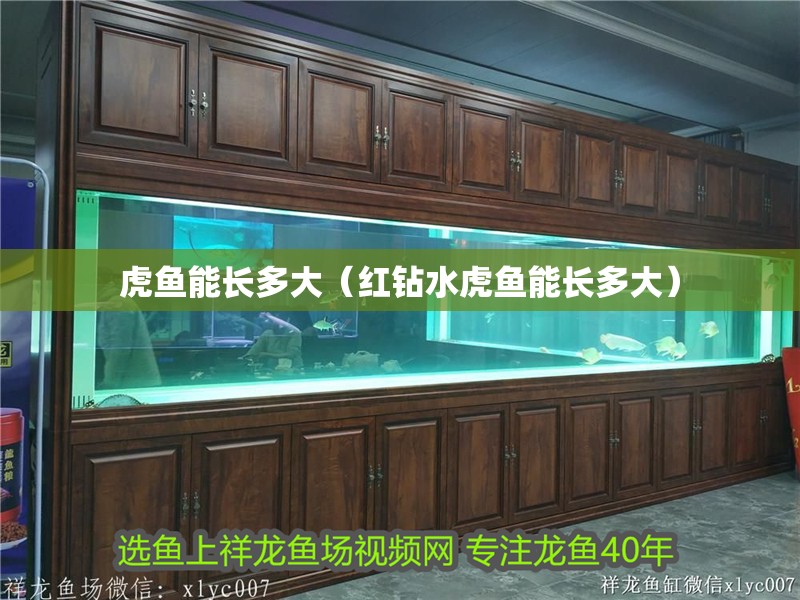 虎魚能長多大（紅鉆水虎魚能長多大）