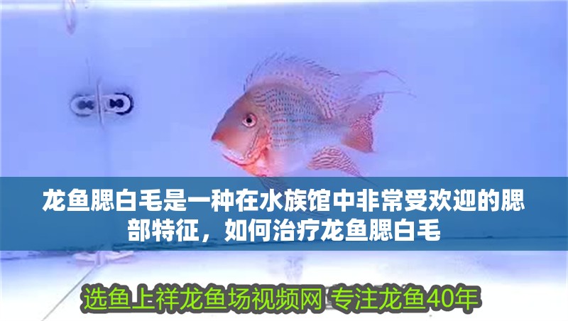 龍魚腮白毛是一種在水族館中非常受歡迎的腮部特征，如何治療龍魚腮白毛