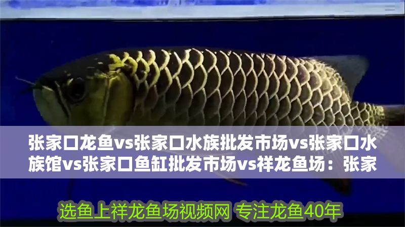 張家口龍魚vs張家口水族批發市場vs張家口水族館vs張家口魚缸批發市場vs祥龍魚場：張家口水族館特色展覽祥龍魚場魚類品種介紹 張家口龍魚vs張家口水族批發市場vs張家口水族館vs張家口魚缸批發市場vs祥龍魚場：張家口水族館特色展覽祥龍魚場魚類品種介紹 祥龍魚場各市分站 第2張