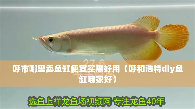 呼市哪里賣魚缸便宜實(shí)惠好用（呼和浩特diy魚缸哪家好） 呼市哪里賣魚缸便宜實(shí)惠好用（呼和浩特diy魚缸哪家好） 魚缸百科