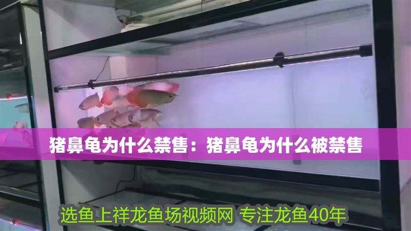 豬鼻龜為什么禁售：豬鼻龜為什么被禁售