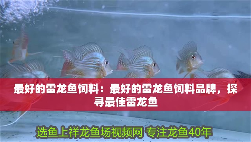 最好的雷龍魚飼料：最好的雷龍魚飼料品牌，探尋最佳雷龍魚 最好的雷龍魚飼料：最好的雷龍魚飼料品牌，探尋最佳雷龍魚 水族問(wèn)答