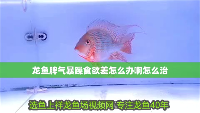 龍魚脾氣暴躁食欲差怎么辦啊怎么治