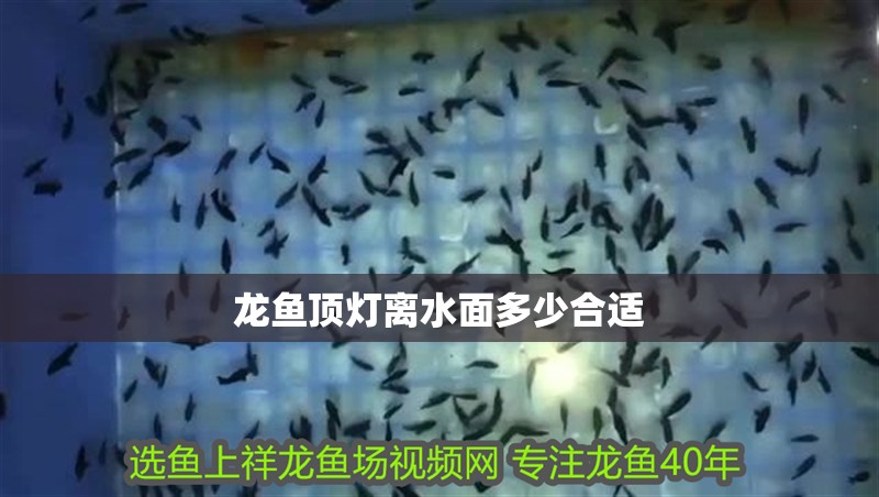 龍魚頂燈離水面多少合適 龍魚百科 龍魚頂燈離水面多少合適 龍魚頂燈離水面多少合適 龍魚百科