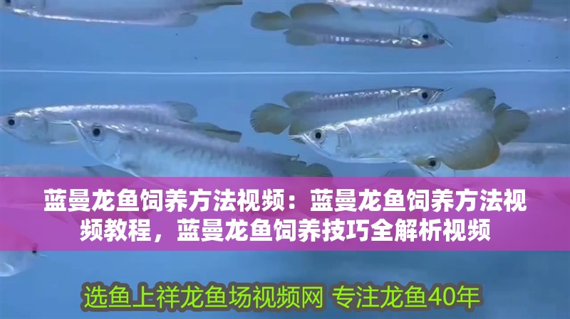 藍曼龍魚飼養(yǎng)方法視頻：藍曼龍魚飼養(yǎng)方法視頻教程，藍曼龍魚飼養(yǎng)技巧全解析視頻