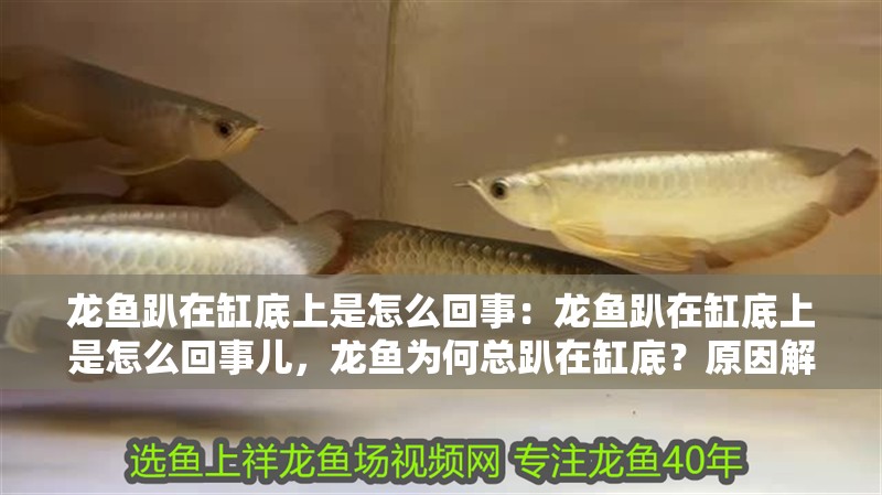 龍魚趴在缸底上是怎么回事：龍魚趴在缸底上是怎么回事兒，龍魚為何總趴在缸底？原因解析與應(yīng)對方法