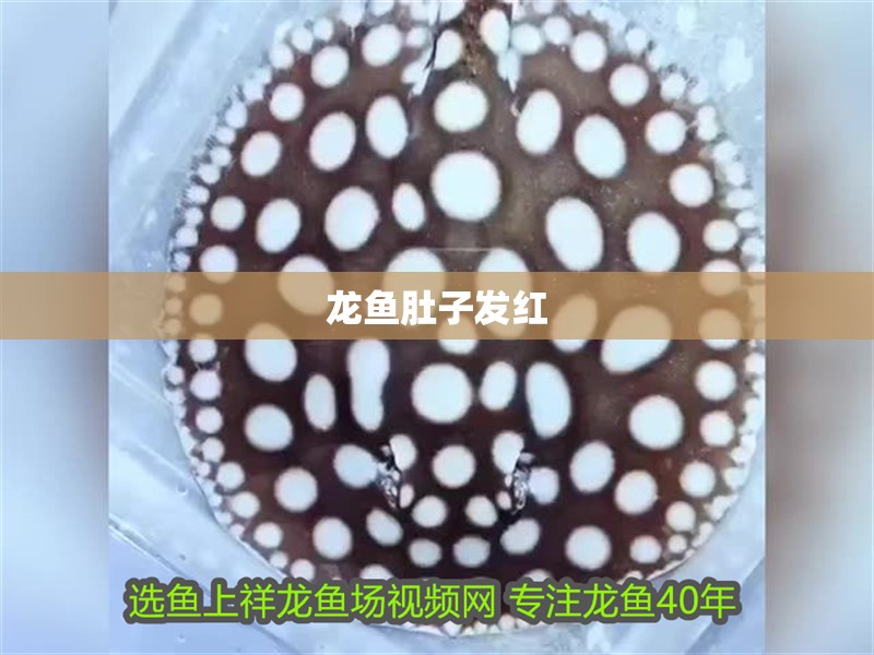 龍魚肚子發紅