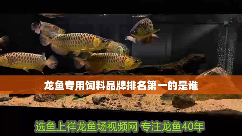 龍魚專用飼料品牌排名第一的是誰 龍魚專用飼料品牌排名第一的是誰 龍魚百科 第4張