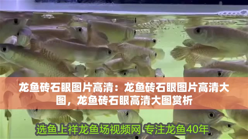 龍魚磚石眼圖片高清：龍魚磚石眼圖片高清大圖，龍魚磚石眼高清大圖賞析 龍魚磚石眼圖片高清：龍魚磚石眼圖片高清大圖，龍魚磚石眼高清大圖賞析 水族問答