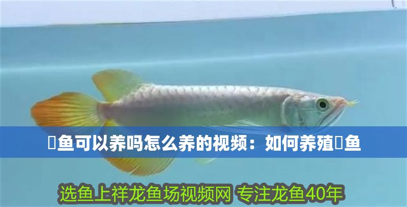魟魚可以養嗎怎么養的視頻：如何養殖魟魚