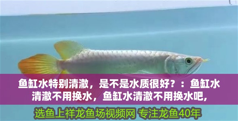 魚缸水特別清澈，是不是水質很好？：魚缸水清澈不用換水，魚缸水清澈不用換水吧, 魚缸水特別清澈，是不是水質很好？：魚缸水清澈不用換水，魚缸水清澈不用換水吧, 魚缸百科