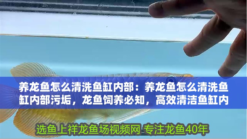 養龍魚怎么清洗魚缸內部：養龍魚怎么清洗魚缸內部污垢，龍魚飼養必知，高效清潔魚缸內部及頑固污垢去除