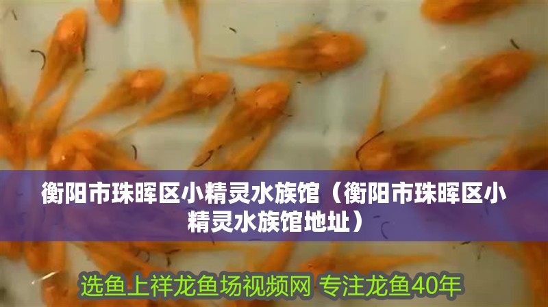 衡陽市珠暉區(qū)小精靈水族館（衡陽市珠暉區(qū)小精靈水族館地址） 衡陽市珠暉區(qū)小精靈水族館（衡陽市珠暉區(qū)小精靈水族館地址） 全國水族館企業(yè)名錄 第2張
