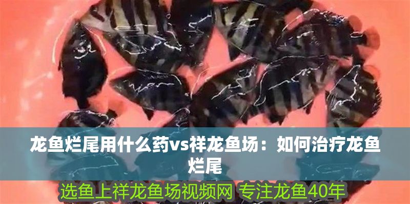 龍魚爛尾用什么藥vs祥龍魚場：如何治療龍魚爛尾