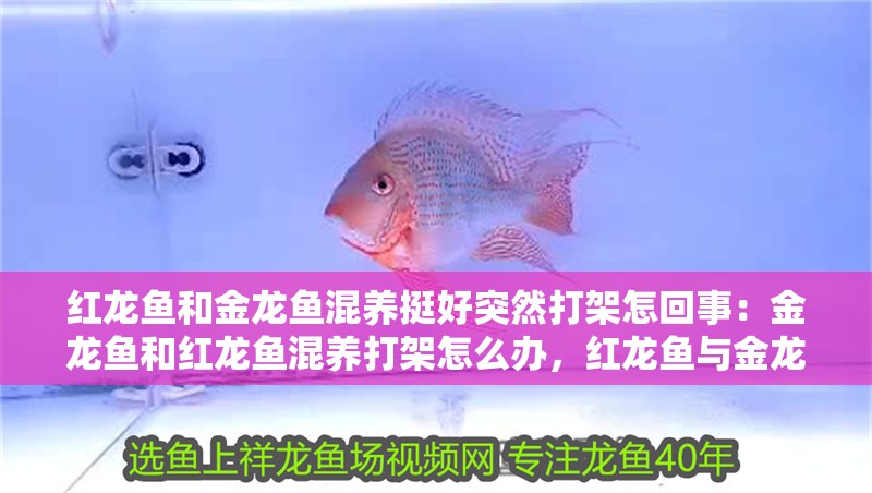 紅龍魚和金龍魚混養(yǎng)挺好突然打架怎回事：金龍魚和紅龍魚混養(yǎng)打架怎么辦，紅龍魚與金龍魚混養(yǎng)打架原因及應對方法 紅龍魚和金龍魚混養(yǎng)挺好突然打架怎回事：金龍魚和紅龍魚混養(yǎng)打架怎么辦，紅龍魚與金龍魚混養(yǎng)打架原因及應對方法 水族問答