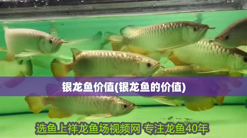 銀龍魚價值(銀龍魚的價值)