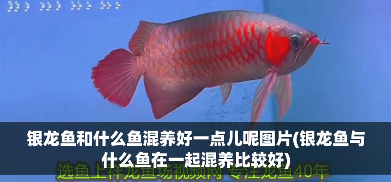 銀龍魚和什么魚混養好一點兒呢圖片(銀龍魚與什么魚在一起混養比較好) 銀龍魚和什么魚混養好一點兒呢圖片(銀龍魚與什么魚在一起混養比較好) 銀龍魚百科