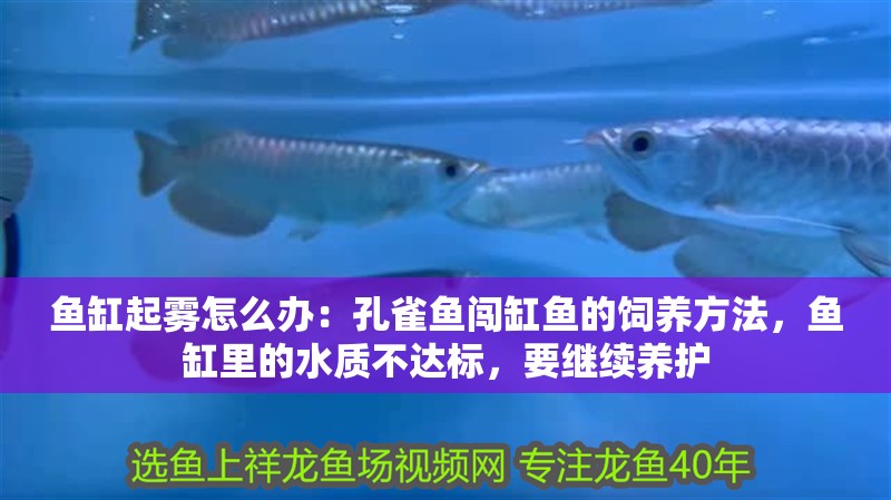 魚缸起霧怎么辦：孔雀魚闖缸魚的飼養方法，魚缸里的水質不達標，要繼續養護