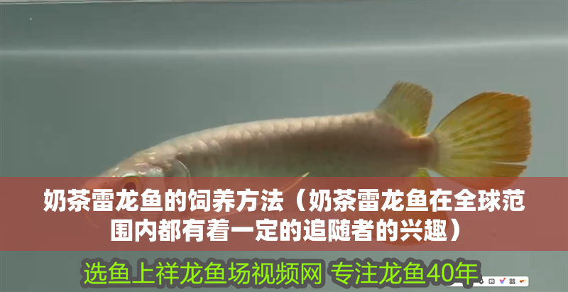 奶茶雷龍魚的飼養(yǎng)方法（奶茶雷龍魚在全球范圍內(nèi)都有著一定的追隨者的興趣）
