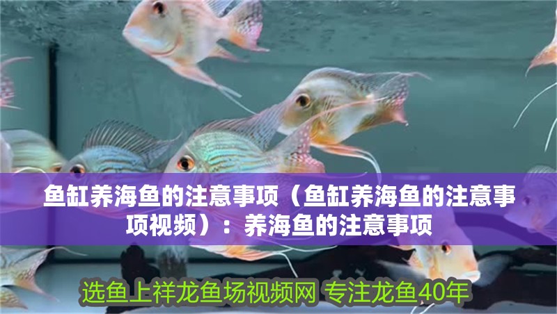 魚缸養(yǎng)海魚的注意事項(xiàng)（魚缸養(yǎng)海魚的注意事項(xiàng)視頻）：養(yǎng)海魚的注意事項(xiàng)