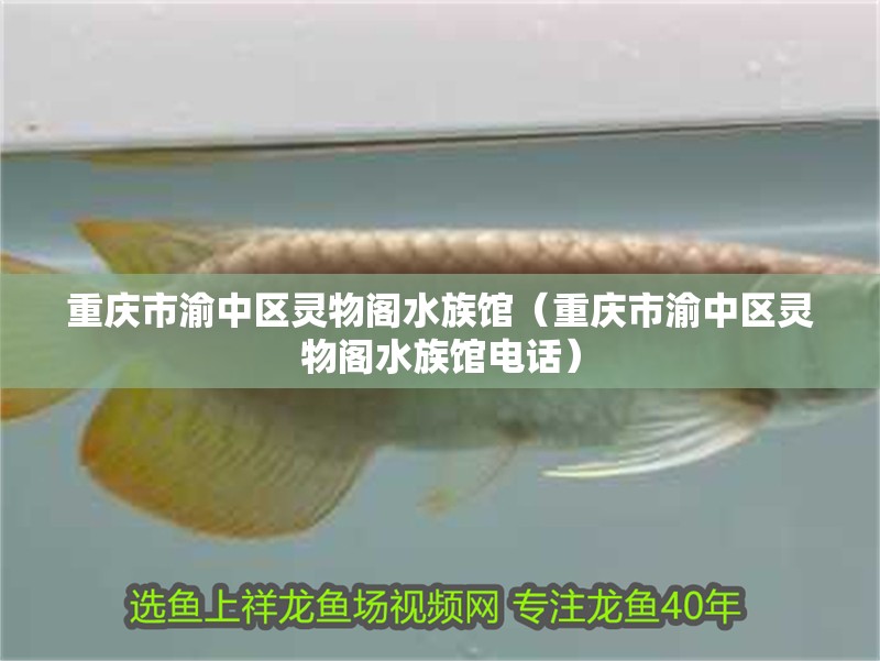 重慶市渝中區(qū)靈物閣水族館（重慶市渝中區(qū)靈物閣水族館電話） 重慶市渝中區(qū)靈物閣水族館（重慶市渝中區(qū)靈物閣水族館電話） 全國水族館企業(yè)名錄 第2張