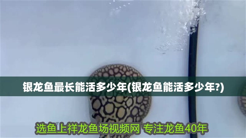 銀龍魚最長(zhǎng)能活多少年(銀龍魚能活多少年?)