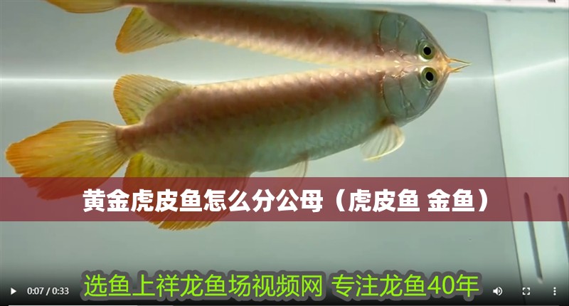 黃金虎皮魚怎么分公母（虎皮魚 金魚） 黃金虎皮魚怎么分公母（虎皮魚 金魚） 虎魚百科