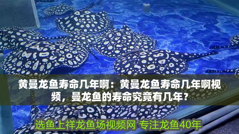 黃曼龍魚壽命幾年?。狐S曼龍魚壽命幾年啊視頻，曼龍魚的壽命究竟有幾年？