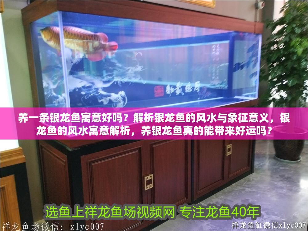 養(yǎng)一條銀龍魚寓意好嗎？解析銀龍魚的風(fēng)水與象征意義，銀龍魚的風(fēng)水寓意解析，養(yǎng)銀龍魚真的能帶來好運(yùn)嗎？ 養(yǎng)一條銀龍魚寓意好嗎？解析銀龍魚的風(fēng)水與象征意義，銀龍魚的風(fēng)水寓意解析，養(yǎng)銀龍魚真的能帶來好運(yùn)嗎？ 龍魚百科 第1張