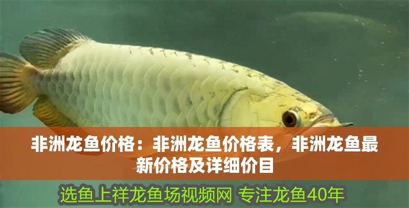 非洲龍魚價格：非洲龍魚價格表，非洲龍魚最新價格及詳細價目 非洲龍魚價格：非洲龍魚價格表，非洲龍魚最新價格及詳細價目 水族問答