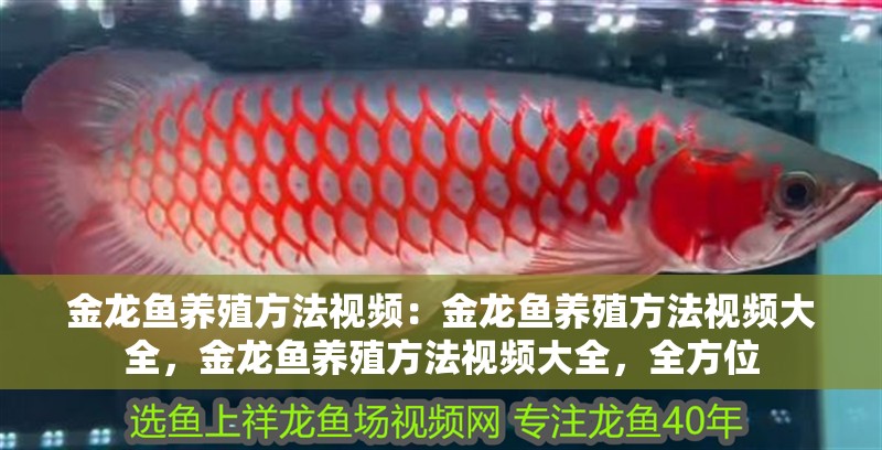 金龍魚養殖方法視頻：金龍魚養殖方法視頻大全，金龍魚養殖方法視頻大全，全方位