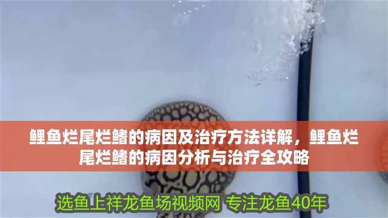 鯉魚爛尾爛鰭的病因及治療方法詳解，鯉魚爛尾爛鰭的病因分析與治療全攻略 鯉魚爛尾爛鰭的病因及治療方法詳解，鯉魚爛尾爛鰭的病因分析與治療全攻略 龍魚常見疾病 第1張
