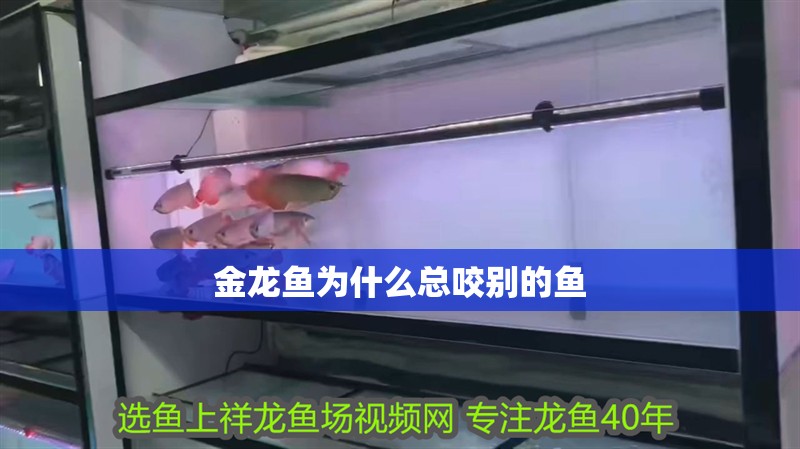 金龍魚為什么總咬別的魚