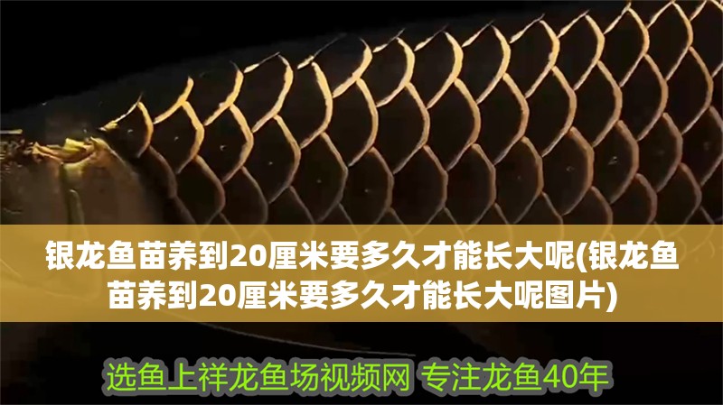 銀龍魚苗養到20厘米要多久才能長大呢(銀龍魚苗養到20厘米要多久才能長大呢圖片) 銀龍魚苗養到20厘米要多久才能長大呢(銀龍魚苗養到20厘米要多久才能長大呢圖片) 銀龍魚百科